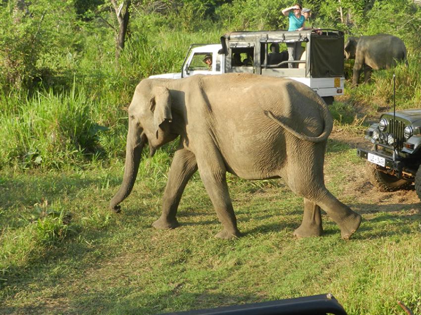 Hurulu shelters elephant herds in summer