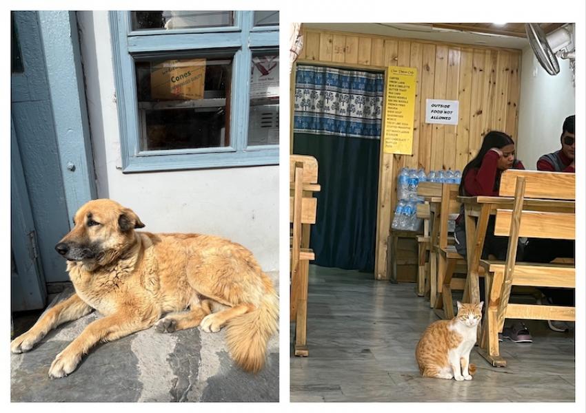 At Char Dukan, a dog and a cat laze nearby as another plate of Maggi disappears into the mountain air. Photo: Sujoy Dhar