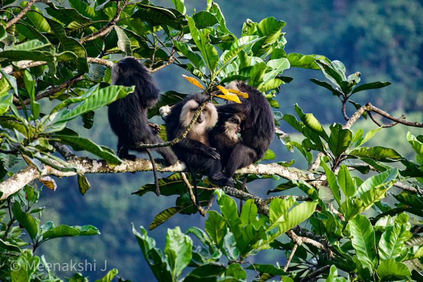 Sighting of the Lion tailed macaque inside the Periyar Tiger Reserve