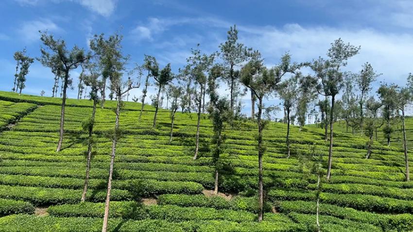 Tea plantations en route to Kumily and Thekkady, from Kochi