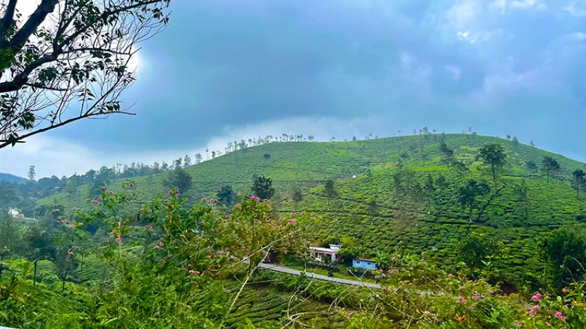 Rolling chartreuse hills tiered with tea plantations enroute to Kumily.